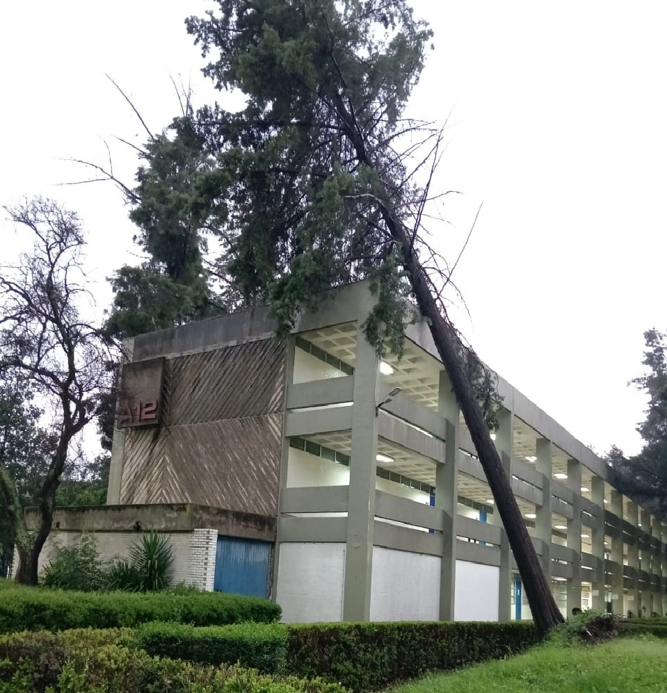 Personal reporta que dentro del plantel hubo caída de arboles, incluso uno de ellos de más de 16 metros de alto quedó recargado de frente al edificio A 12, sin daños mayores. Foto Cortesía de la FES Acatlán
