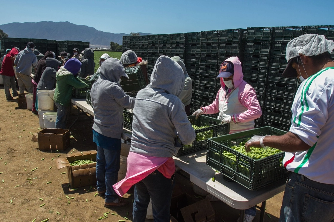 En el valle de San Quintín, en Baja California, los trabajadores llegan desde otras entidades en busca de una mejor calidad de vida. Foto 'La Jornada'