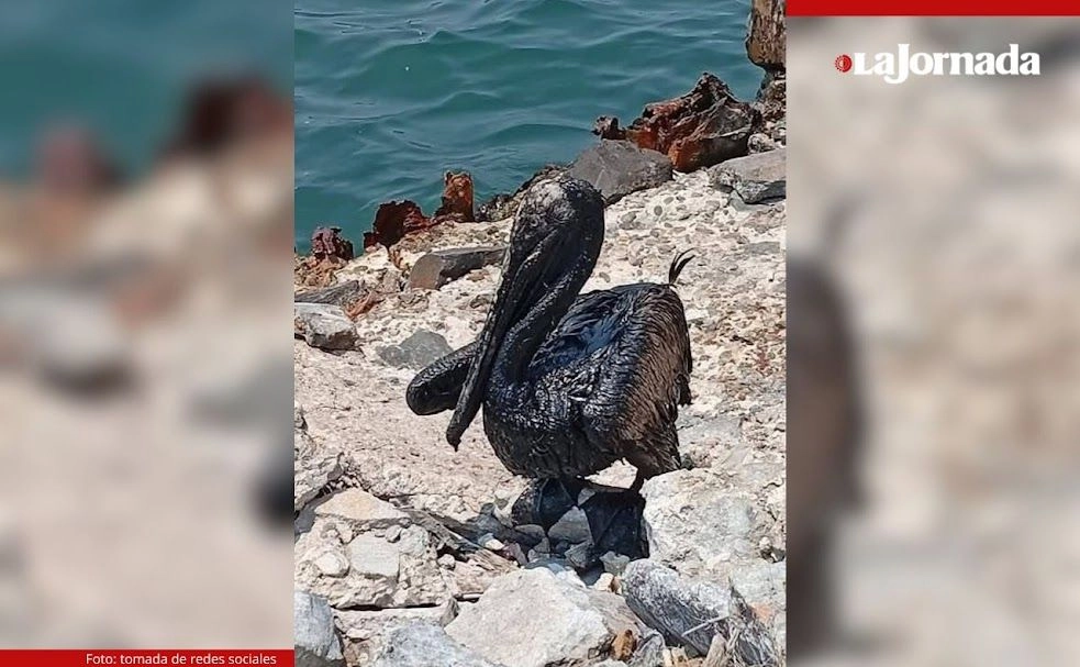  Pobladores y pescadores de Paraíso se quejaron de que la fuga de hidrocarburos que comenzó el domingo se amplía y afecta sus actividades, la flora y la fauna. La Secretaría de Medio Ambiente estatal señaló que falta determinar si se debe a fallas en instalaciones que dependen de Pemex, pero hay probabilidades de que así sea. Foto 