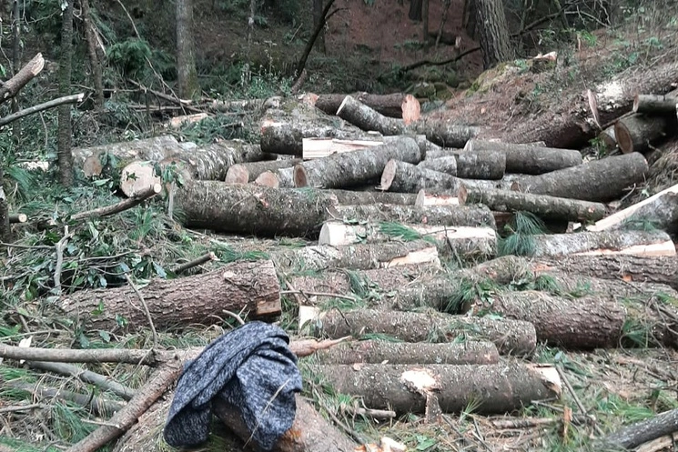 El Parque Otomí-Mexica, al que ecologistas denominan el Gran Bosque de Agua, enfrenta a diario su destrucción. “Ya no se escuchan las aves del monte y muchos animales desaparecieron. Ahora hasta da miedo subir al bosque, porque hay hombres armados que protegen la tala ilegal y los aserraderos”, afirmó la Unión de Pueblos Originarios, Comunales y Ejidales. Foto ‘La Jornada’