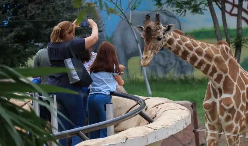 El Zoológico Tamatán, es miembro de la Asociación de Zoológicos, Criaderos y Acuarios de México. En él se crían animales como el Jaguar, Antílope de Cuello Negro, Jirafa, Emú, Avestruces, osos negros americanos, entre otras. Foto Comisión de Parques y Biodiversidad de Tamaulipas   