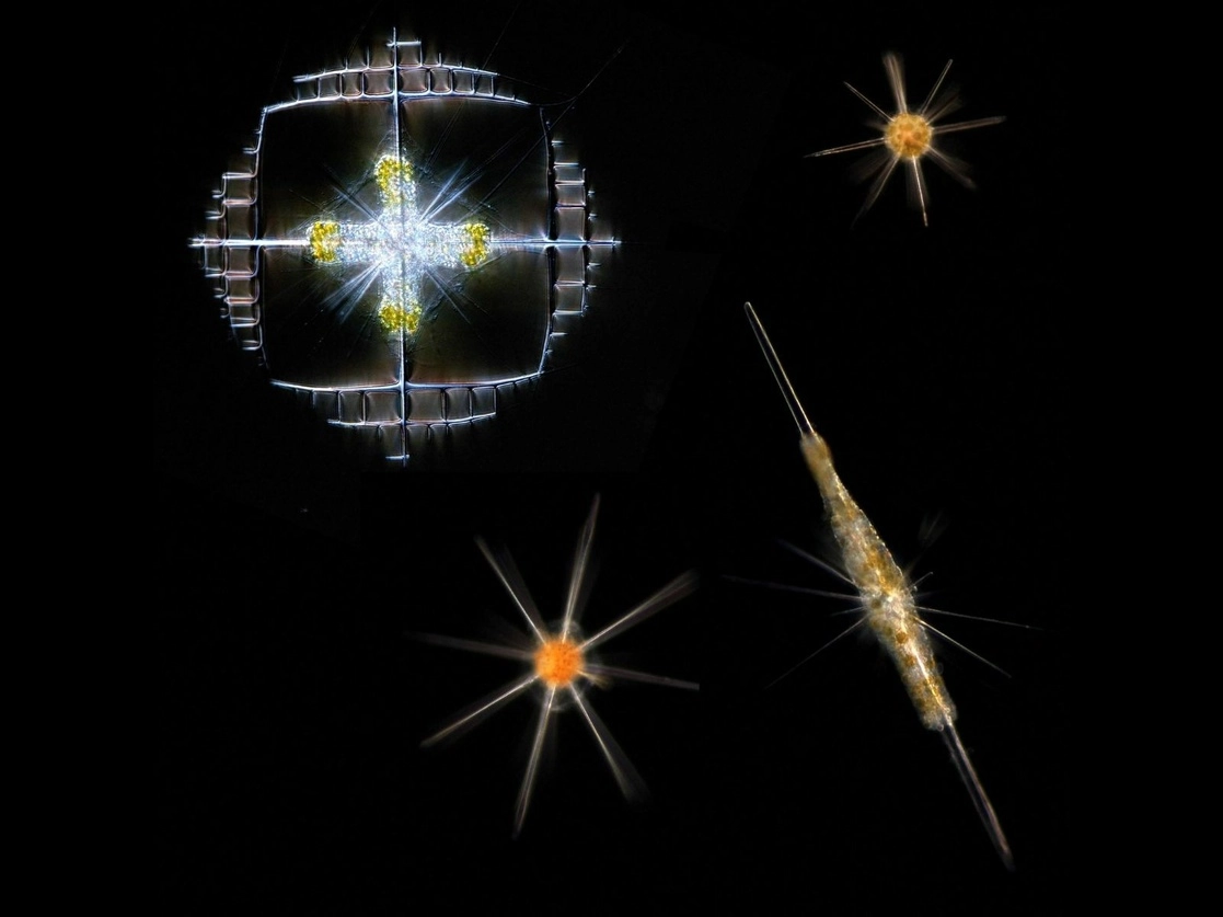 'Acantharia-Radiolaria' en simbiosis con microalgas en el plancton oceánico. Foto Afp