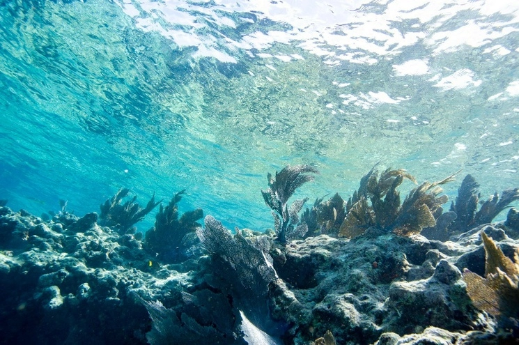 Los peces nadan alrededor de un arrecife de coral en Key West, Florida, el 14 de julio de 2023. Foto Afp