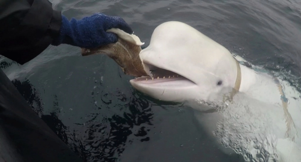 Hombres alimentan a una ballena beluga encontrada en el Ártico de Noruega, en abril de 2019. Foto Jorgen Ree Wiig, Norwegian Directorate of Fisheries vía Ap
