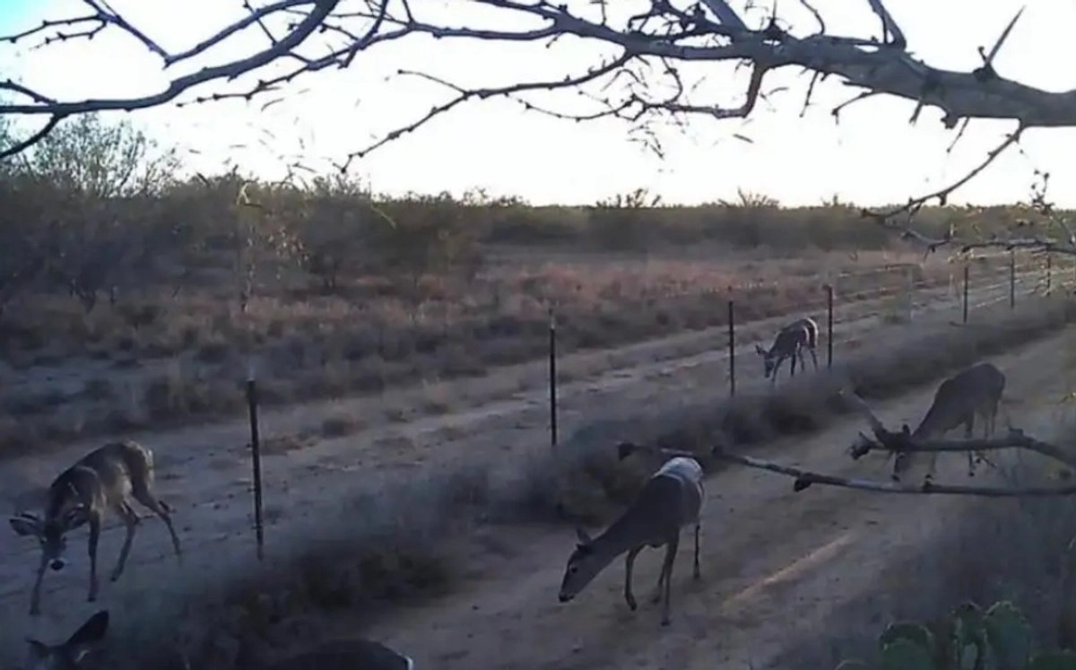 Durante la segunda semana de diciembre, cuando el venado que habita en Tamaulipas entra en celo, aumenta la llegada de cazadores a la región. Foto 