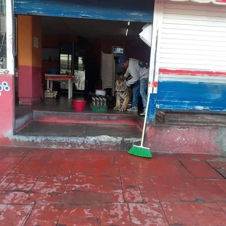 El gobierno de Mixquiahuala confirmó la presencia del tigre de Bengala en calles del centro histórico. Foto La Jornada