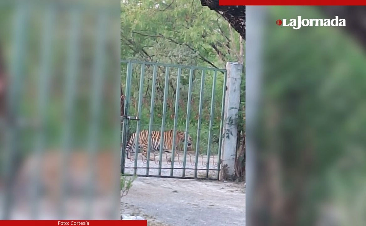 Las primeras imágenes del ejemplar revelan que el felino estaba deambulando cerca de lo que parece una propiedad privada, ya que se puede ver que la imagen fue captada tras las rejas de una entrada. 
