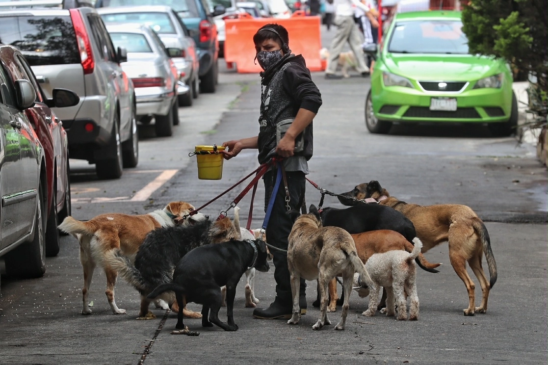 En la reforma aprobada se añade un artículo 445 Ter al Código, que establece también en éste la agravante de extorsión para el caso de quienes reciban pago por regresar a una mascota. En la image, un joven pasea perros en la Ciudad de México. Foto Marco Peláez / Archivo