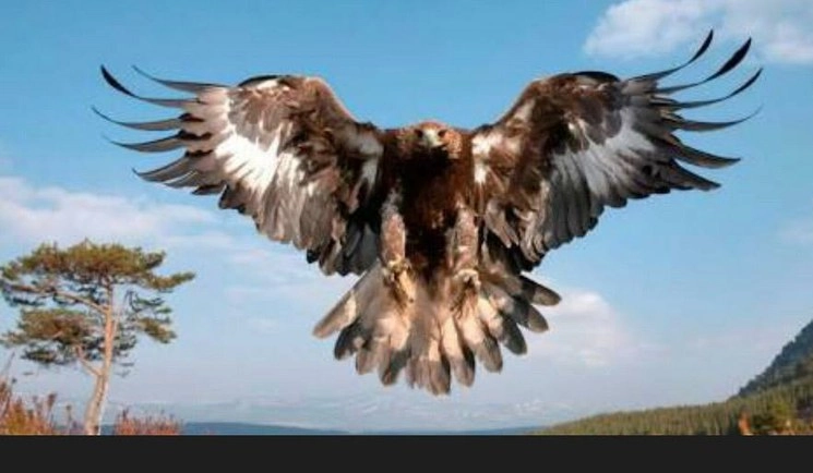 El foro “Especies Invasoras” abordará las problemáticas que animales no originarios pueden provocar en los ecosistemas. Foto Cortesía alcaldía Tlalpan 