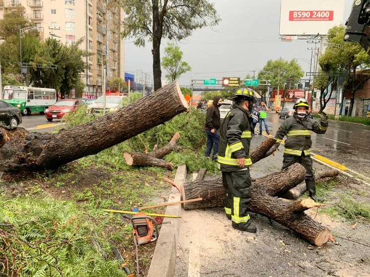Bomberos retiran un árbol que cayó sobre Eje 3 Oriente casi esquina con Viaducto, alcaldía Iztacalco. Foto Víctor Camacho