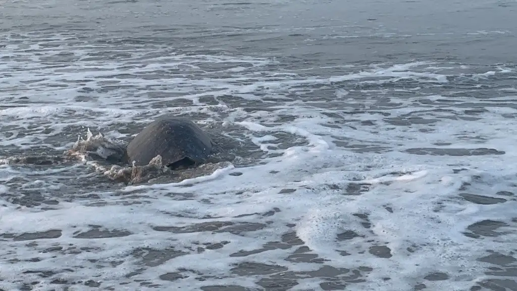 Después de 45 días hábiles para que nazcan las crías, el siguiente proceso es liberarlas a la orilla del mar para que se integren a su mundo. Foto 'La Jornada' 