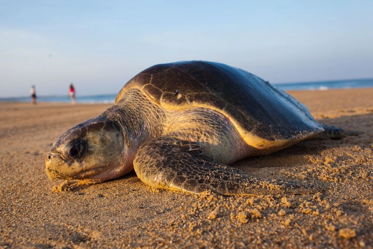 Seis de las siete especies de tortugas marinas que existen, llegan a desovar en playas de México. Foto