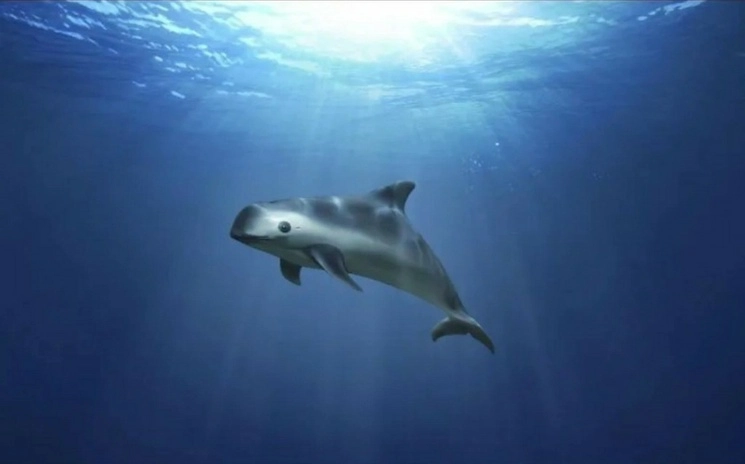 El Comité del Patrimonio Mundial de la Unesco determinó mantener el estatus de “en peligro” el hábitat de la vaquita marina y el pez totoaba. Foto Ap / Archivo 
