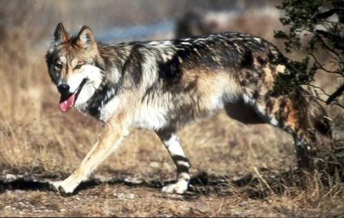 En la imagen, un lobo gris mexicano en el Refugio Sevilleta, en el condado de Socorro, en Nuevo México. Foto Ap /Archivo