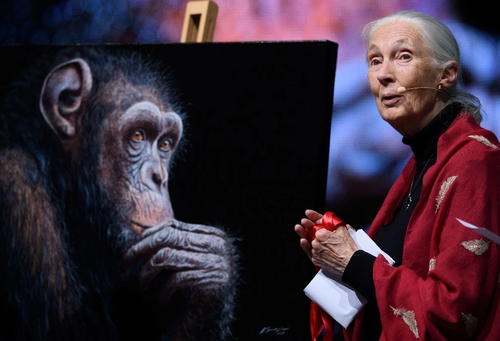 Las investigaciones sobre chimpancés de Jane Goodall revolucionaron la comprensión del comportamiento animal. Foto Afp
