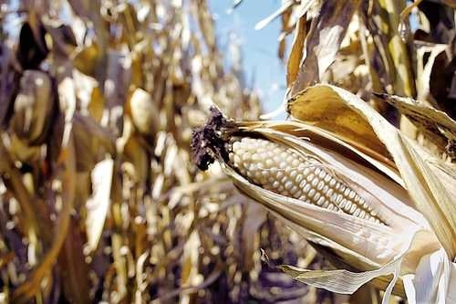 Parcela de investigación de maíz en Texcoco, estado de México.Foto Roberto García Ortiz