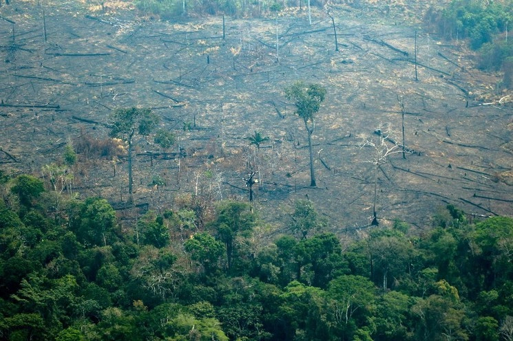 ONG reportan que las políticas antiambientales de Jair Bolsonaro aceleran la destrucción de la selva Amazonas. Foto Afp