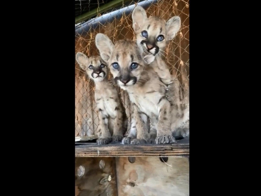 Los pumas fueron rescatados en el municipio de Tlanchinol, Hidalgo. Foto cortesía Profepa