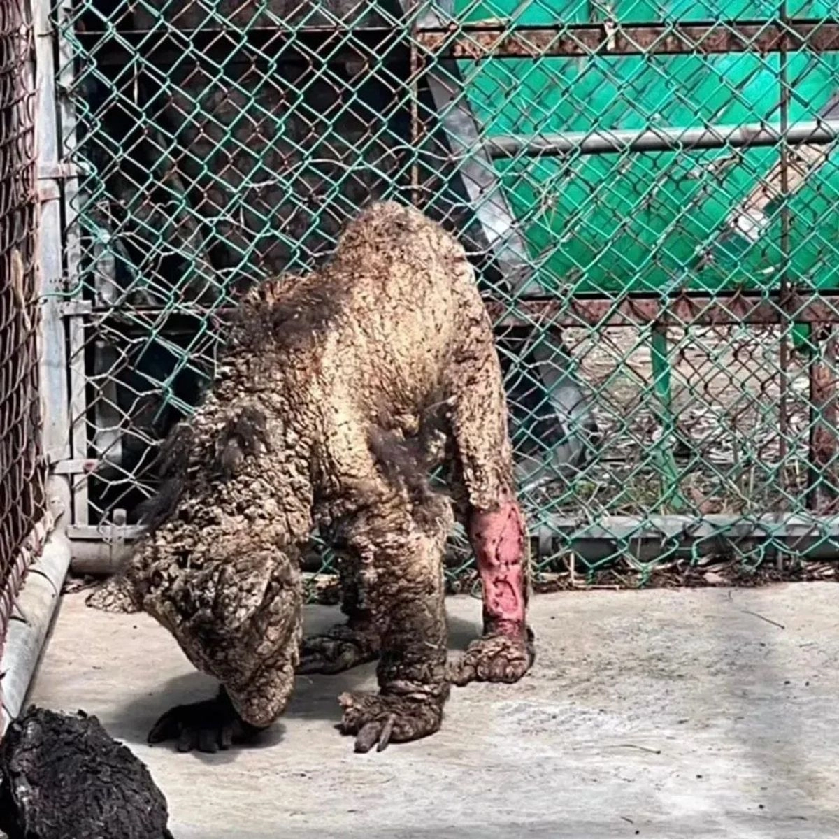 Desde el 24 de septiembre se viralizó en redes sociales un video en donde se puede ver a una osezna en evidente estado de maltrato. Foto tomada de 