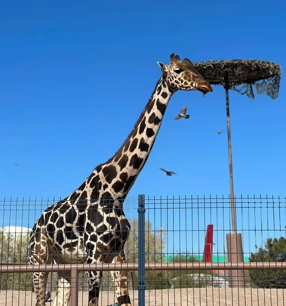 La jirafa 'Benito' será trasladada en un viaje especial al zoológico Africam Safari en Puebla. Foto Cortesía Colectivo Salvemos a Benito