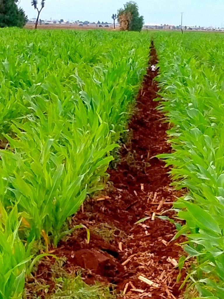 Campo de cebada maltera en el municipio de Morelos, Zacatecas, propiedad de uno de los cientos de agricultores afectados por la decisión de la cervecera Grupo Modelo de suspender los contratos para adquirir su producto y abastecerse en el extranjero. Foto Alfredo Valadez Rodríguez