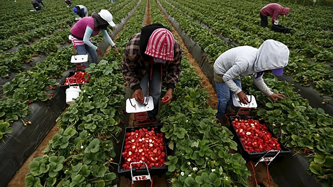 San Quintín, en el sur de Baja California, es el segundo productor nacional de frutos rojos, que son comercializados en su totalidad en el mercado estadunidense. Foto cortesía El Vigía Ensenada