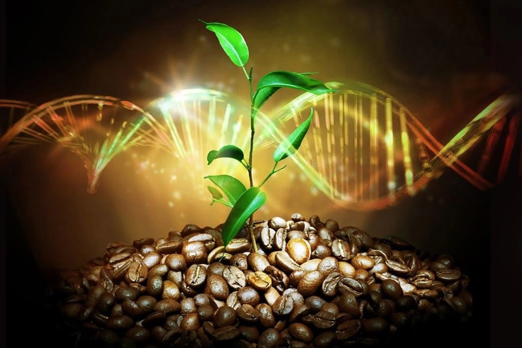 El café no es un cultivo que haya sido fuertemente cruzado para crear nuevas variedades. La gente elegía una variedad que le gustaba y luego la cultivaba, sostuvo Patrick Descombes, uno de los codirectores del estudio. Foto Europa Press



