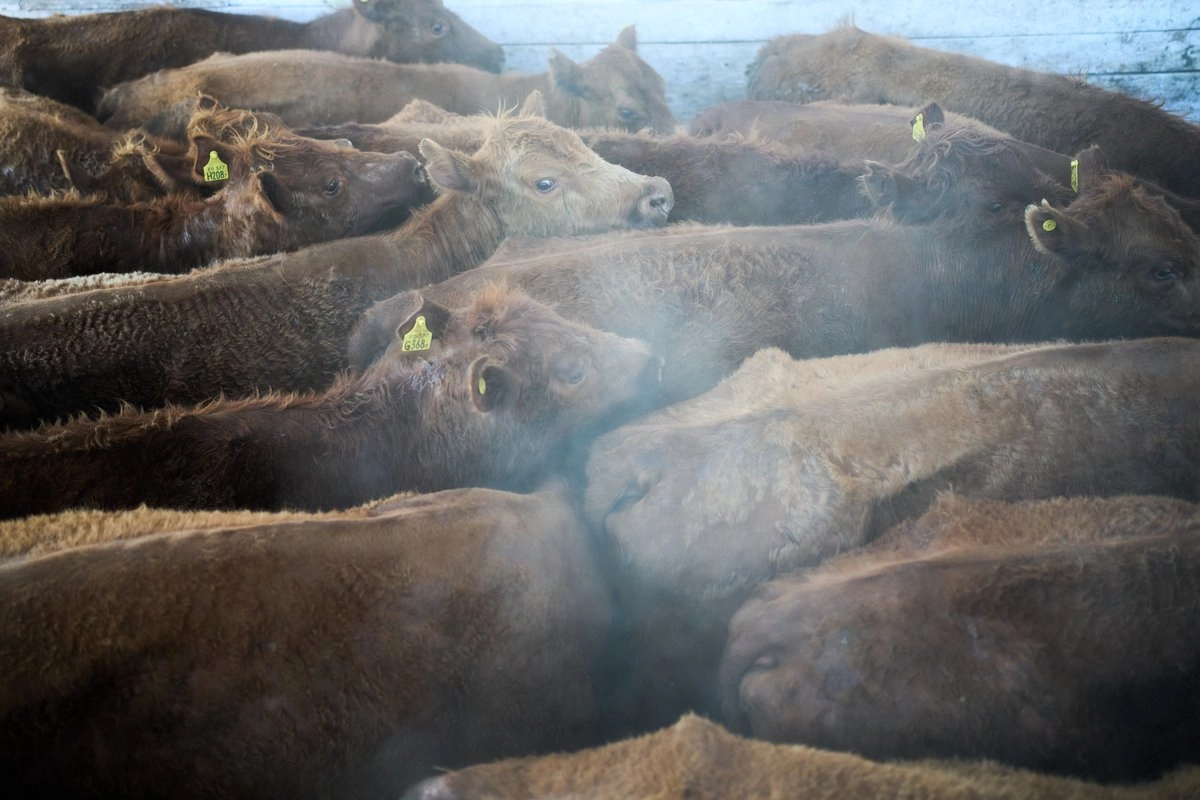 Los precios del ganado y de la carne de vacuno se han disparado después de que una sequía de varios años quemó las tierras de pastoreo y elevó los costos de alimentación, obligando a los ganaderos a recortar sus rebaños. Foto