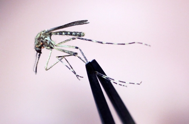 El virus se transmite al ser humano a través de la picadura de pequeñas moscas, llamadas jejenes, y de algunos tipos de mosquito. Foto Ap