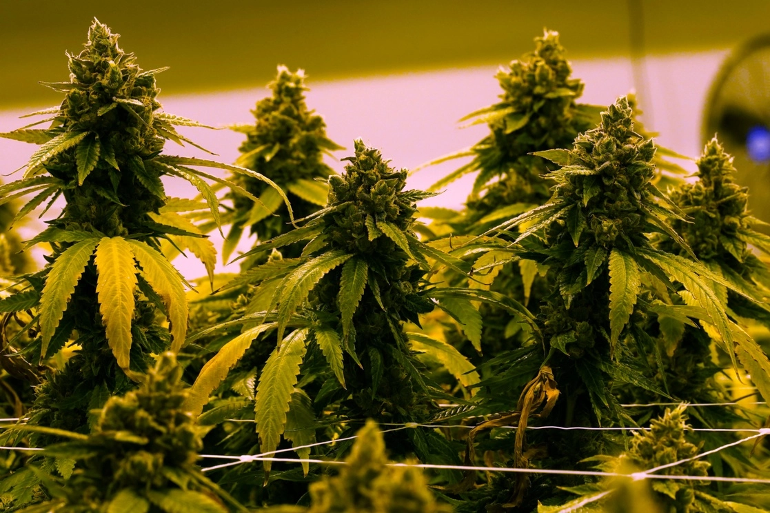 Cultivo de cannabis en Estados Unidos. Foto Ap