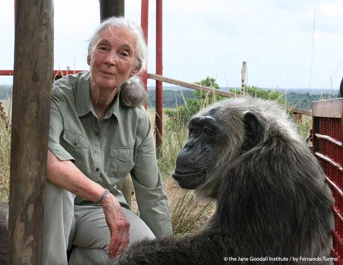 "Por supuesto, hay gente que no me gusta, y me gustaría subirlos a una de las naves espaciales de Musk y enviarlos a todos al planeta que seguro que va a descubrir", dijo Jane Goodall. La imagen, de archivo. Foto 