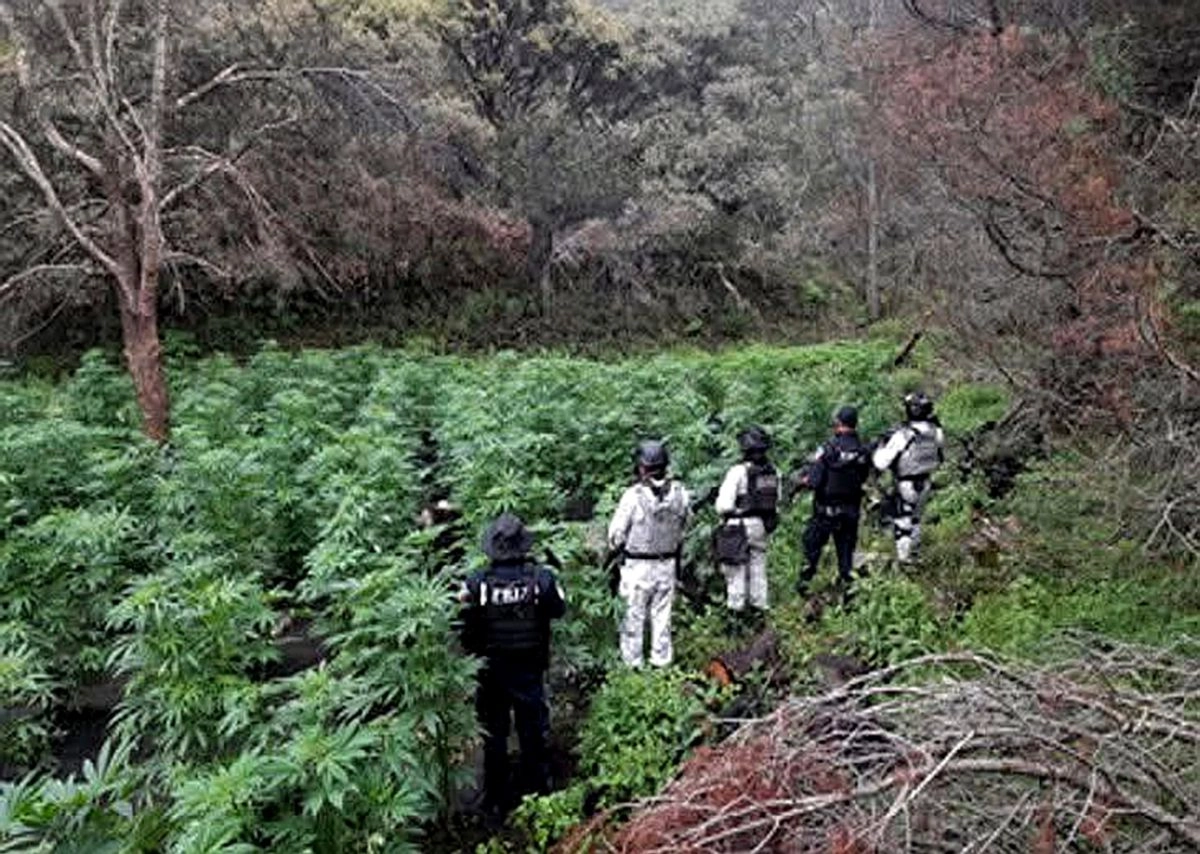 En el operativo, también se localizó un plantío de marihuana de aproximadamente 800 metros cuadrados. Foto 
