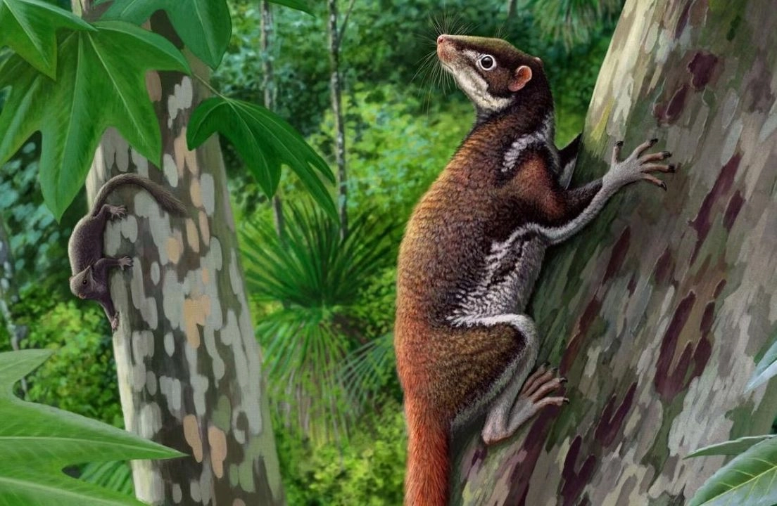 La anatomía de las extremidades y garras del animal indica que era arbóreo y capaz de aferrarse verticalmente a los troncos y ramas de los árboles. 