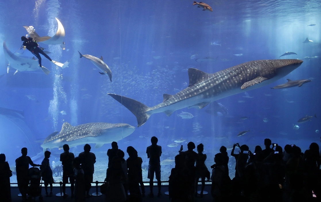 Tiburones ballena nadan en el tanque de la Corriente Negra en el Acuario Okinawa Churaumi, Japón. La imagen fue captada en 2013. Foto Ap