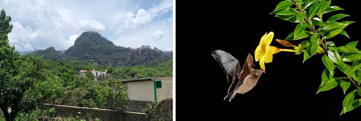 Una de las al menos 10 viviendas construidas cerca o sobre la Cueva del Diablo, en el Parque Nacional El Tepozteco, en el estado de Morelos. A esa gruta el murciélago magueyero mayor llega a aparearse entre septiembre y marzo. 