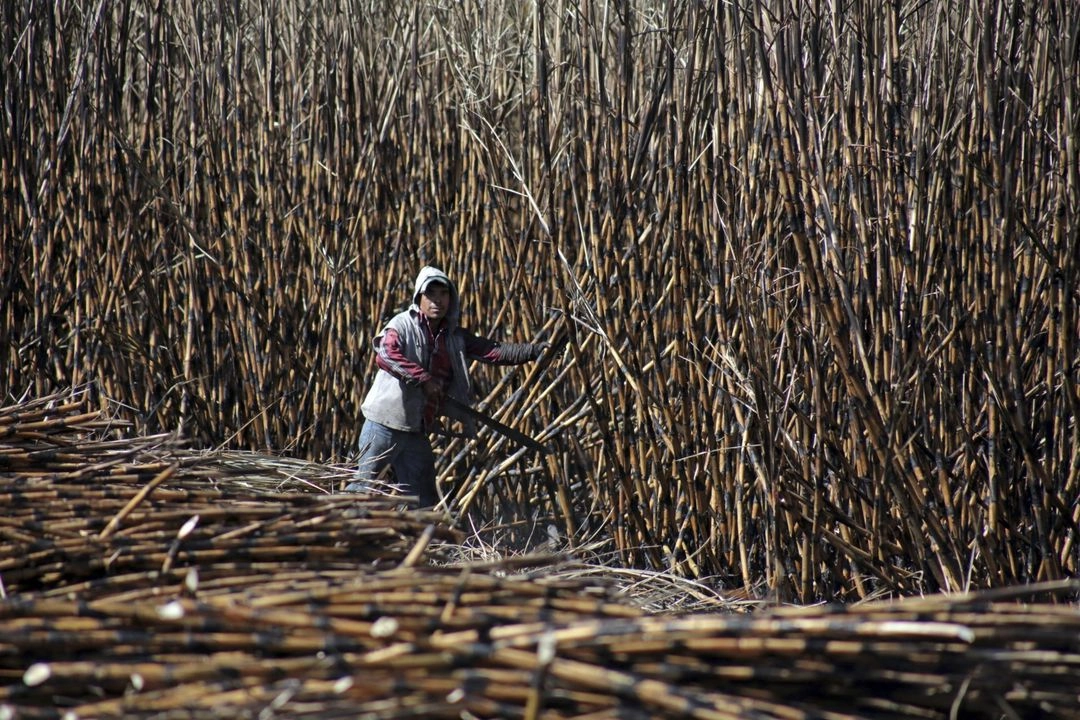 Productores de azúcar continúan la revisión del cumplimiento de normas para la exportación en busca de estabilizar el precio del endulzante. Foto 