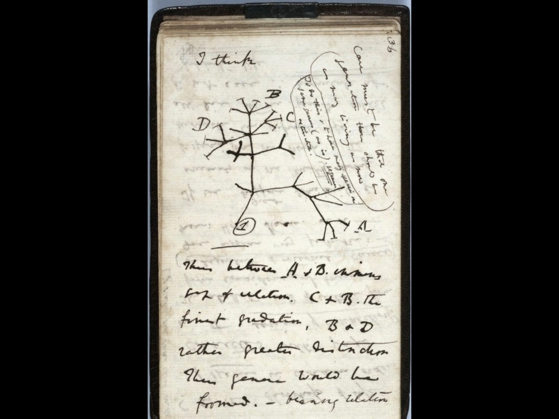 Boceto del 'Árbol de la vida' de 1837 en una página de uno de los cuadernos perdidos del científico británico Charles Darwin. Imagen de la Universidad de Cambridge vía AFP