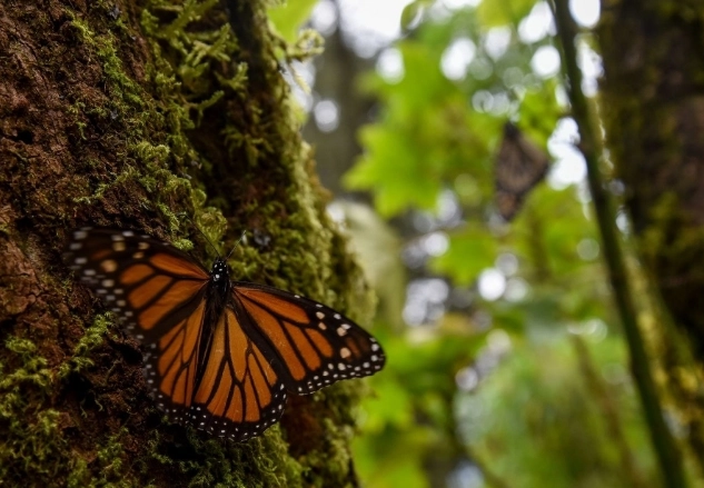 Los bosques de oyamel juegan un  papel crucial en el ciclo de vida de la mariposa monarca. Foto Cuartoscuro/ Archivo 