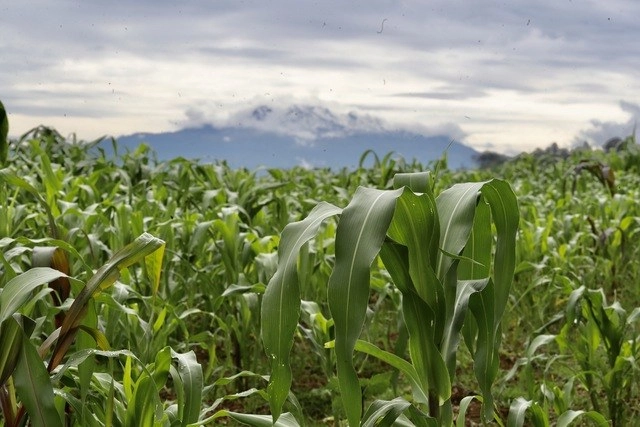 De acuerdo a la UOM, en México hay 34 millones de personas dedicadas, formal e informalmente, al sector agropecuario. Foto Luis Castillo/Archivo 