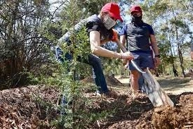 Mujeres siembran un árbol en imagen de archivo. Foto Cortesía
