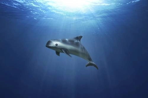 La vaquita marina no puede esperar un año más a que los organismos nacionales e internacionales ejerzan sus competencias para evitar esta pérdida de la biodiversidad. Foto Greenpeace vía Ap / Archivo