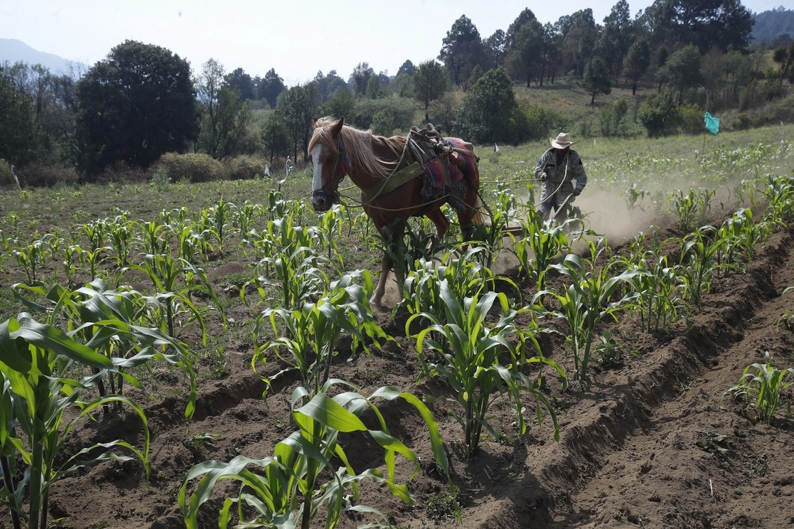 Un campesino fumiga su cultivo en la alcaldía Milpa Alta, Ciudad de México. Foto Cristina Rodríguez / Archivo
