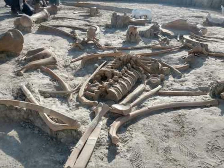 Yacimientos de mamuts en Santa Lucía, estado de México, donde el INAH realiza estudios multidisciplinarios. Foto arqueólogo Alberto Frutos del INAH