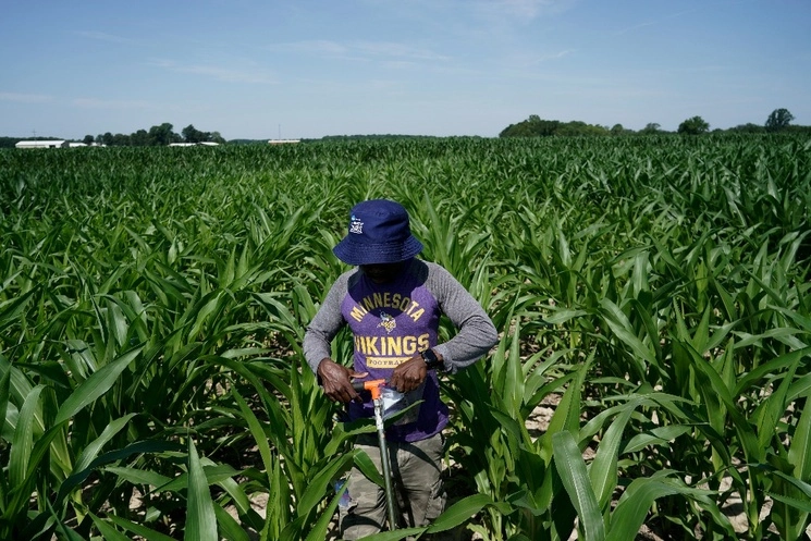 Cultivo de maíz en un campo de Estados Unidos. Foto Ap
