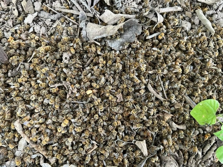 Miles de abejas muertas en uno de los centros apícolas del municipio de Armería, Colima, a causa del uso de fipronil, químico utilizado por los productores de coco para combatir las plagas. Foto cortesía de Visión Costera Colima