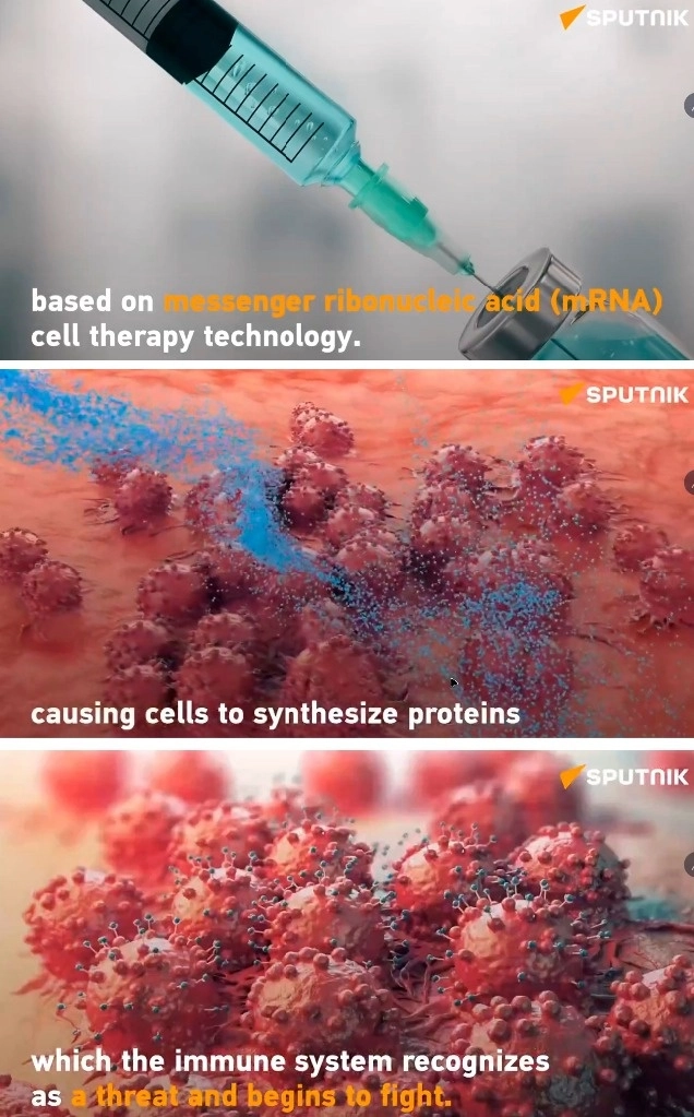 La vacuna introduce en el cuerpo del paciente una molécula de ácido ribonucleico mensajero modificado mediante el uso de IA, el cual cambia el código genético de tal forma que ocasiona que las células cancerígenas sinteticen proteínas específicas que ayudan al sistema inmunológico del cuerpo a identificarlas y erradicarlas. Foto Imágenes tomadas del video de la agencia Sputnik