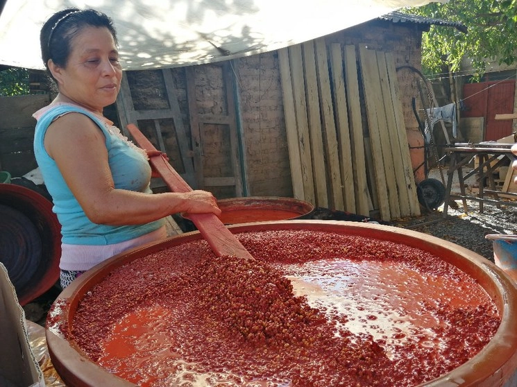Las semillas del achiote se depositan en enormes tinas de plástico con agua, ahí permanecen entre cinco y siete días para que suelten su tintura espesa de color rojo. Foto Diana Manzo