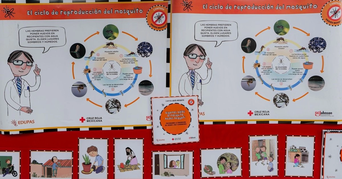 La Secretaría de Salud informó que el grupo de edad entre 10 a 19 años es el más afectados por el dengue con signos de alarma y grave; en la imagen, un gráfico con la explicación del ciclo de reproducción del mosquito que transmite la enfermedad. Foto 