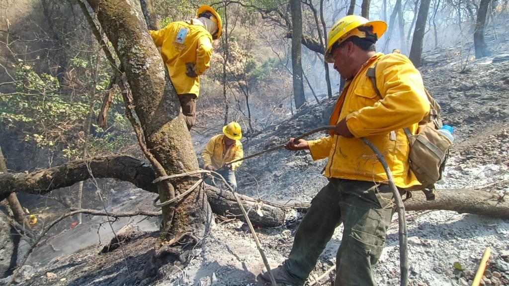 Unas 537 hectáreas de bosque de encino y selva baja caducifolia del Área Natural Protegida de la Reserva de la biosfera Sierra de Huautla se han consumido por un incendio forestal. Foto ‘La Jornada’