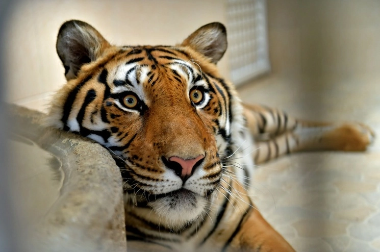 Un tigre de bengala de año y medio de edad fue donado a la Dirección del Medio Ambiente y Ecología municipal, por un vecino de la colonia Ciudad Cuauhtémoc, quien lo mantenía en un espacio habilitado dentro de un domicilio. Foto Javier Salinas Cesáreo